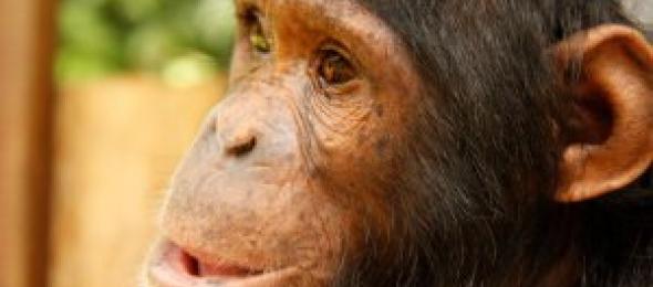 chimpanzee physiotherapy 