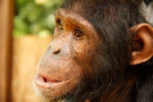 chimpanzee physiotherapy 